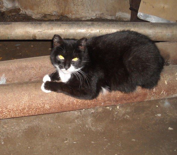 Soja_Katzen/Musja 002.jpg
